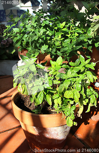 Image of Herbs in the pot