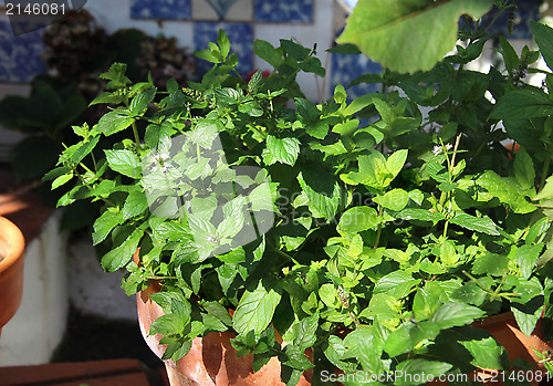 Image of Mint in the pot