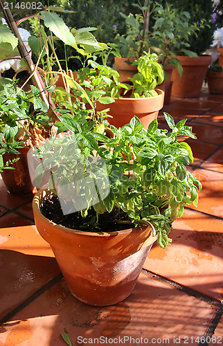 Image of Herbs in the pot