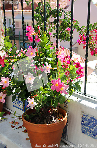 Image of Terrace with flowers