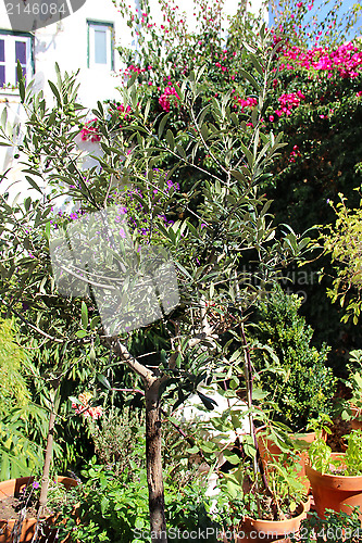 Image of Well designed terrace with flowers