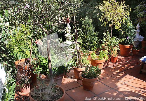 Image of Herbs in the pot 