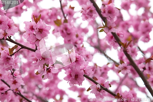 Image of Flowers