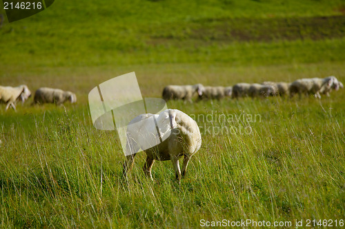 Image of Sheep