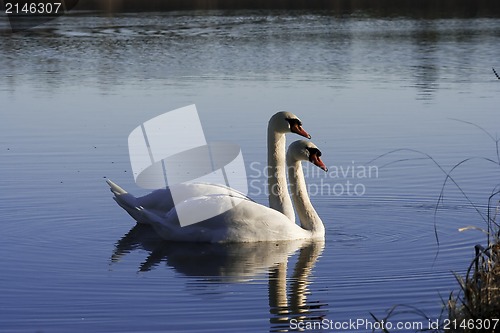 Image of mute swans