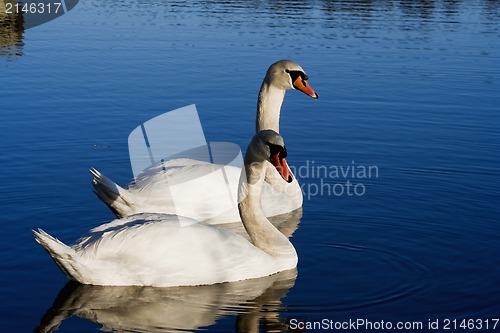 Image of pair of swans