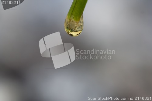 Image of oil on straw