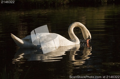 Image of swan