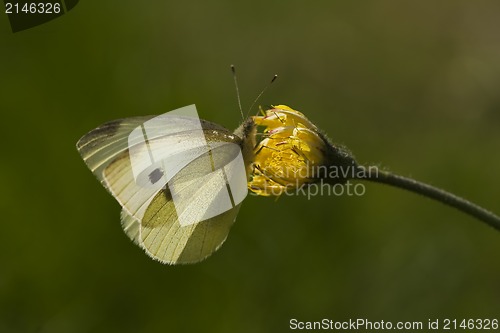 Image of butterfly