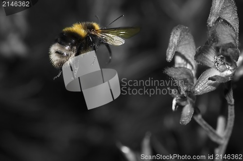 Image of bumble bee in flight