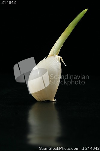 Image of Garlic