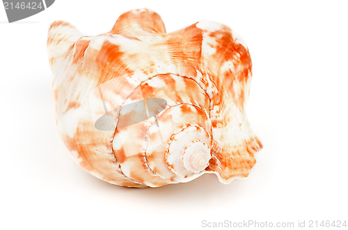 Image of Conch Sea Shell