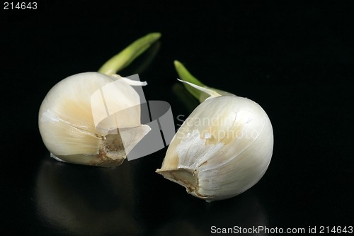 Image of Garlic