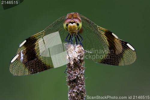 Image of front of wild  yellow black dragonfly 