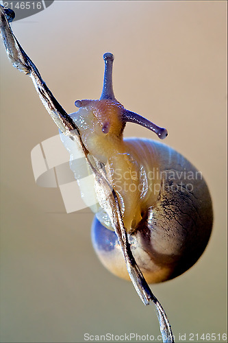 Image of gastropoda  phyla minori on a brown branch