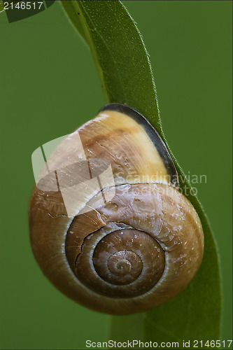 Image of   phyla minori  in the bush