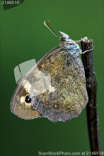 Image of side of wild brown grey orange butterfly  on a branch 