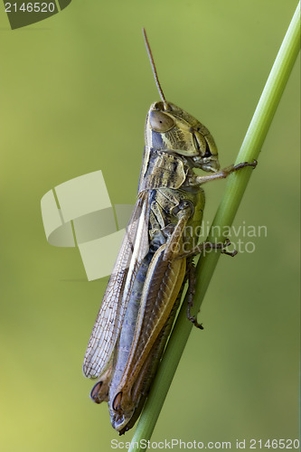 Image of  grasshopper chorthippus 