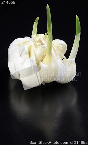 Image of Garlic