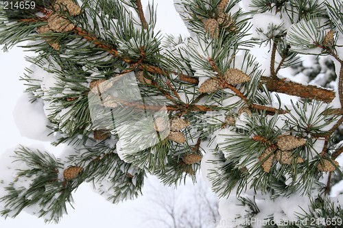 Image of Pine branch with cones