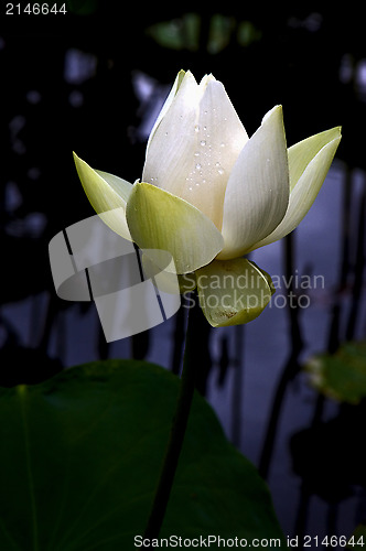 Image of white nymphaea alba 