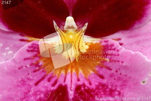 Image of Orchid close up-extreme