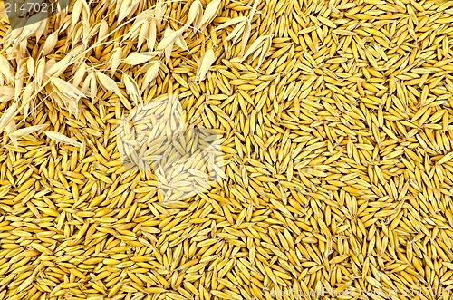Image of Texture from oat grains with stalks of oats