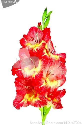 Image of Gladiolus red and yellow