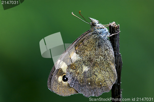 Image of side of wild brown grey orange butterfly 