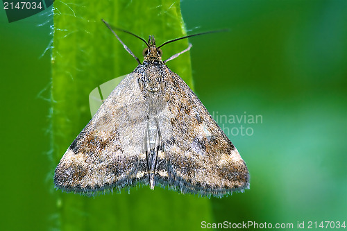 Image of wild brown white butterfly  on a green leaf