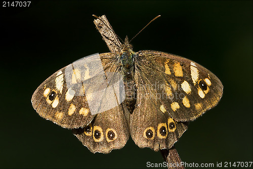 Image of rear of wild brown grey orange butterfly 