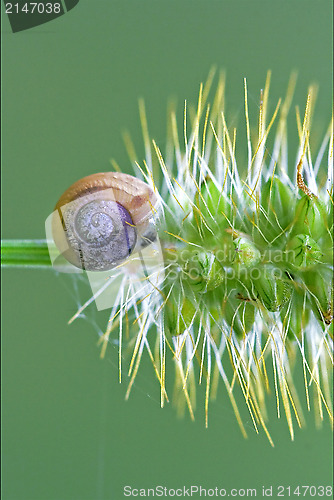 Image of  snail on a flower 