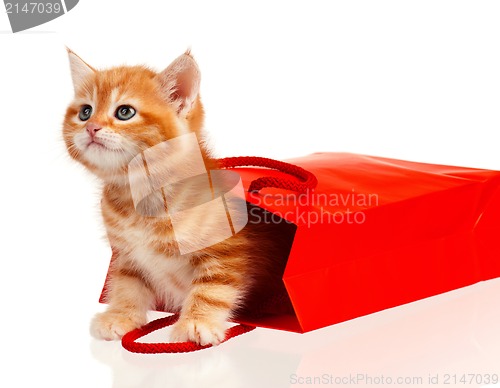 Image of Red kitten