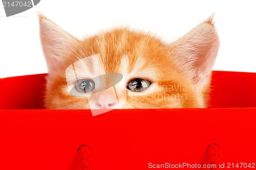 Image of Red kitten