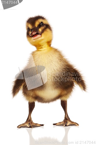 Image of Domestic duckling