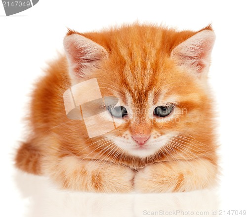 Image of Red kitten