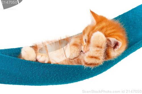 Image of Red kitten