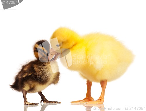 Image of Domestic duckling and gosling