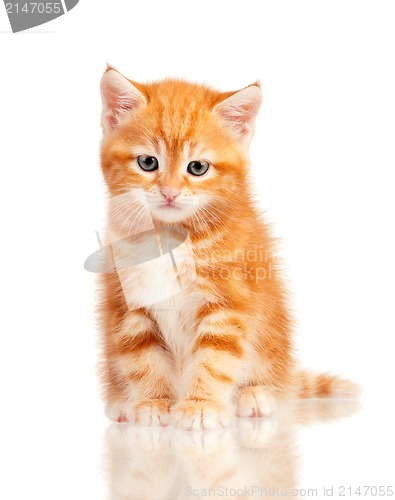 Image of Red kitten