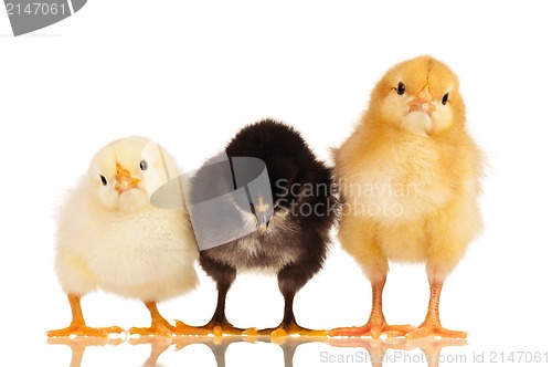 Image of Little chickens