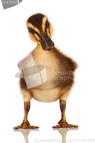 Image of Domestic duckling