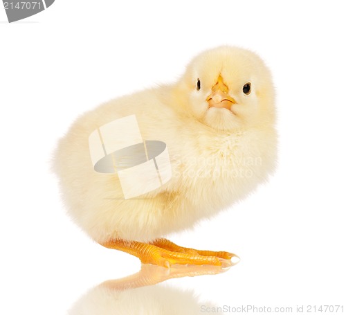 Image of Little chicken