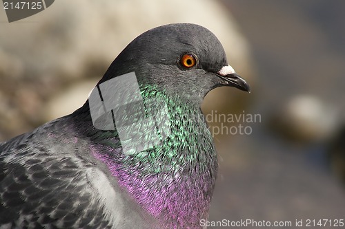 Image of common pigeon