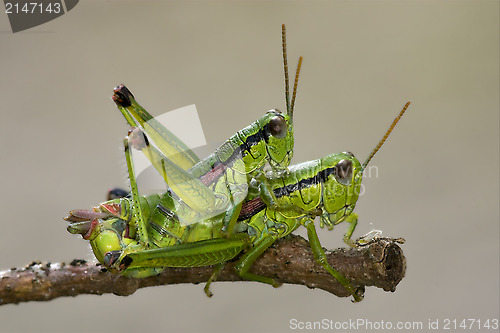 Image of close up of two grasshopper 