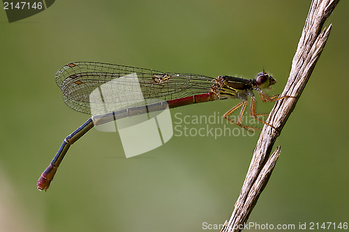 Image of   red dragonfly coenagrion puella 