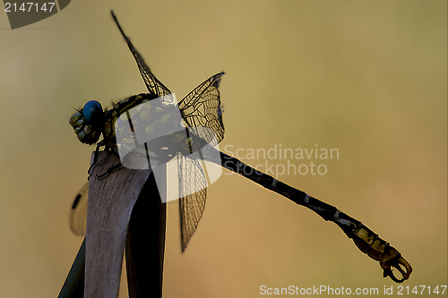 Image of  yellow dragonfly anax imperator 