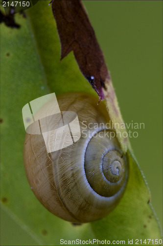 Image of  snail gastropoda  phyla minori 