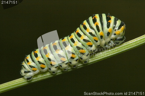 Image of wild caterpillar