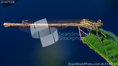 Image of  coenagrion puella   and sky