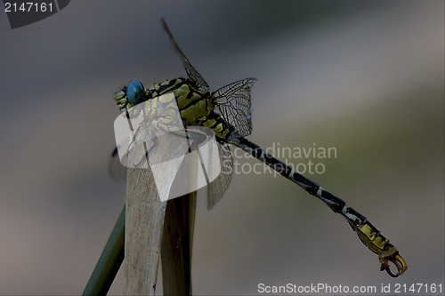 Image of  anax imperator 